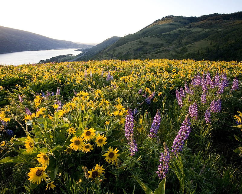 Hilltop Field of Colour, lilac, scenic, yellow, lake, lavendar, mountain, water, sunflowers, flower, fields, hill, HD wallpaper
