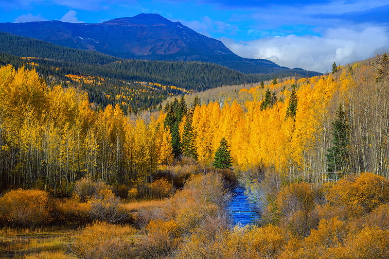 Aspen Fall, mountain, forest, fall, aspen, yellow, creek, sky, blue, HD wallpaper