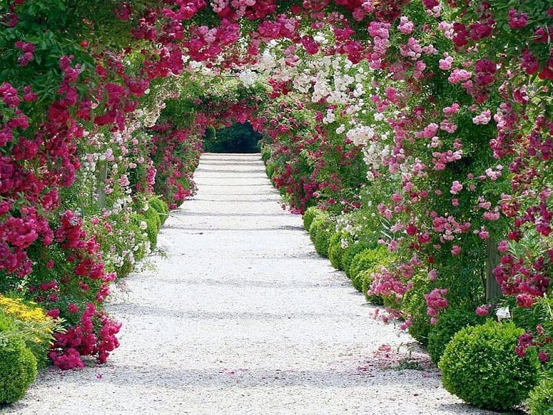 Rose Archway, archway, arch, roses, steps, HD wallpaper