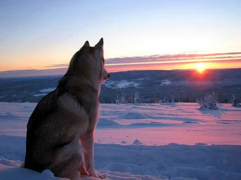 Watching the Sunset, Watching, snow, nature, Wolf, sky, animals, Sunset, HD wallpaper