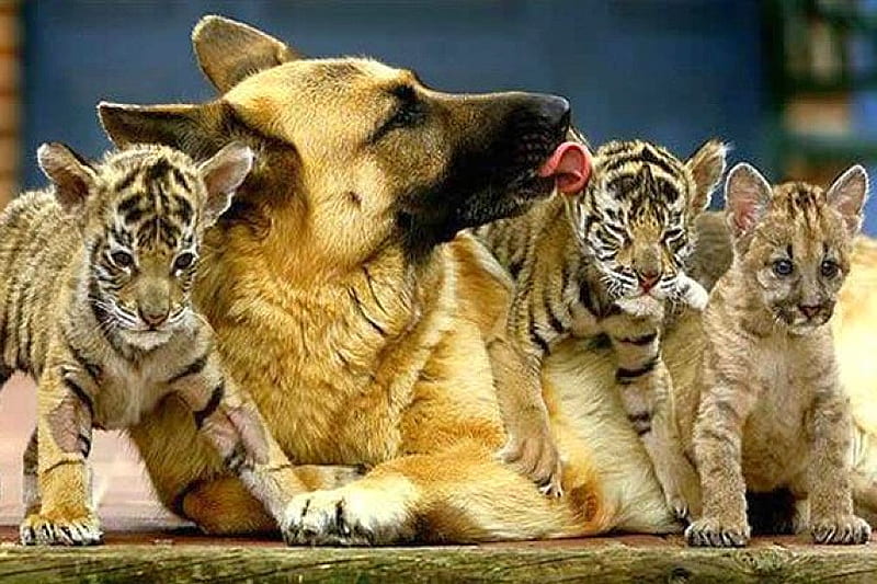 Adopted Cubs, cool, HD wallpaper