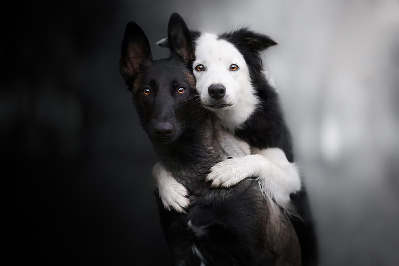Dogs, Dog, Border Collie, Belgian Shepherd, HD wallpaper