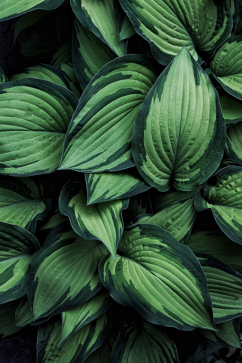 hosta, leaves, plant, HD phone wallpaper