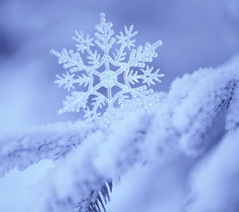 Snowy Filigree, snow, snowflake, winter, HD wallpaper
