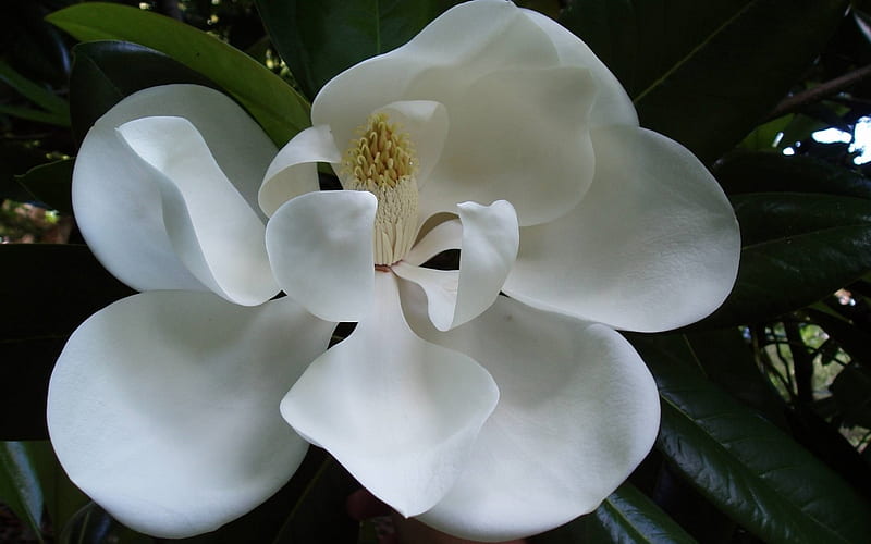 Magnolia, flower, spring, white, HD wallpaper