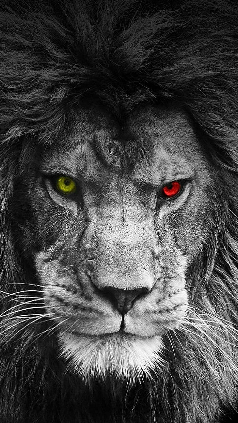 Lion, animal, beast, beastie, black, dark king, lions, HD phone wallpaper