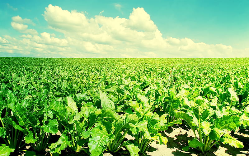 vegetable fields in the sunshine-Small fresh landscape, HD wallpaper
