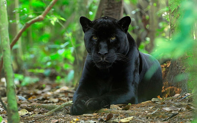 black panther, wildlife, forest, predator, green trees, HD wallpaper