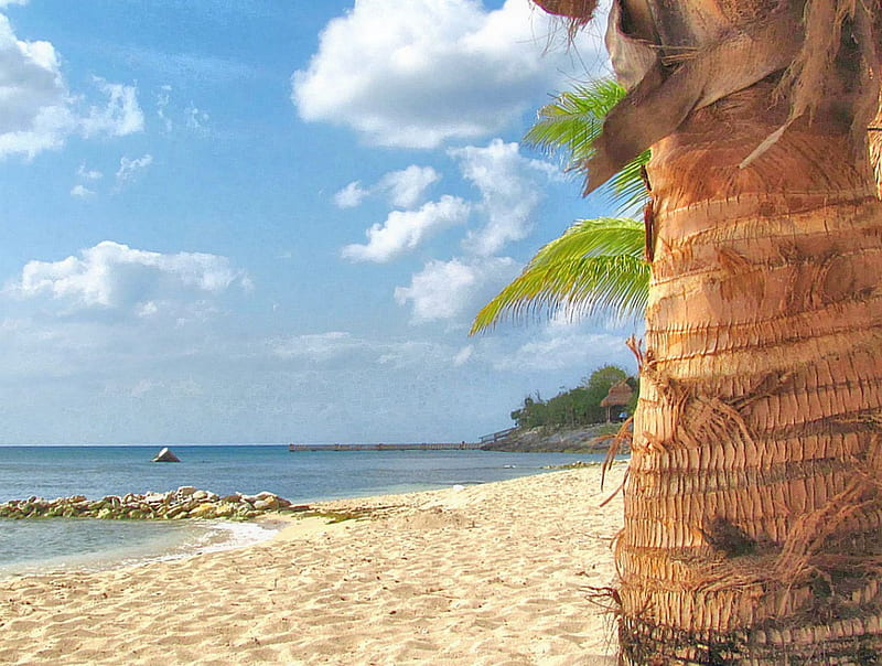 Resistido en el tiempo, arrecife, cozumel, océano, palmera, cielo, nubes,  playa, Fondo de pantalla HD | Peakpx