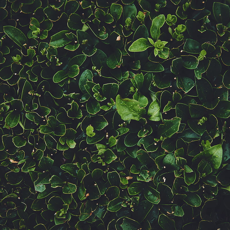 leaves, green, wet, dew, plants, HD phone wallpaper