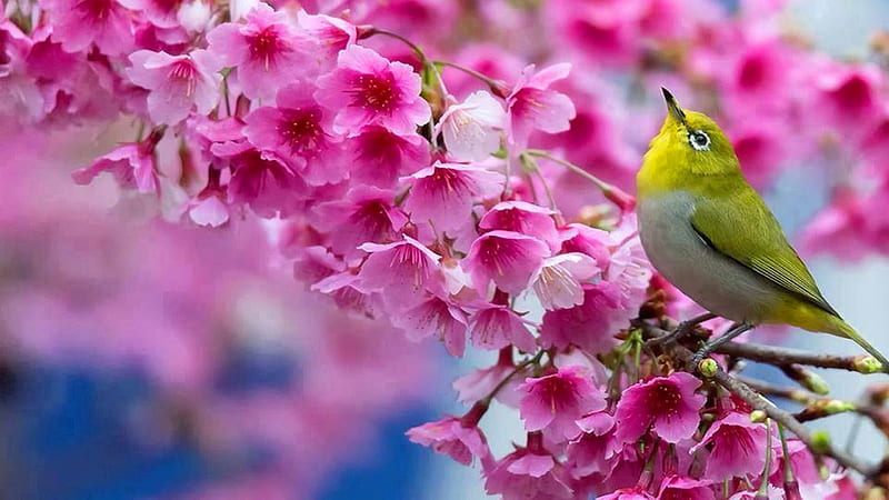 Pájaro blanco verde en flor rosa flores ramas de árboles pájaros, Fondo de  pantalla HD | Peakpx