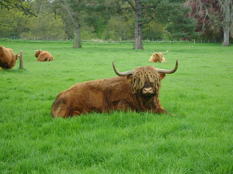 Abeerdeen Angus Resting, abeerdeen, cow, resting, angus, field, HD wallpaper