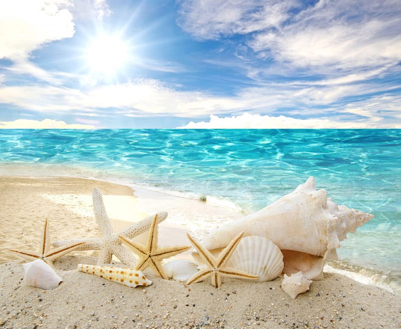 Seashells, beach, sand, sunshine, shells, starfish, sea, HD wallpaper