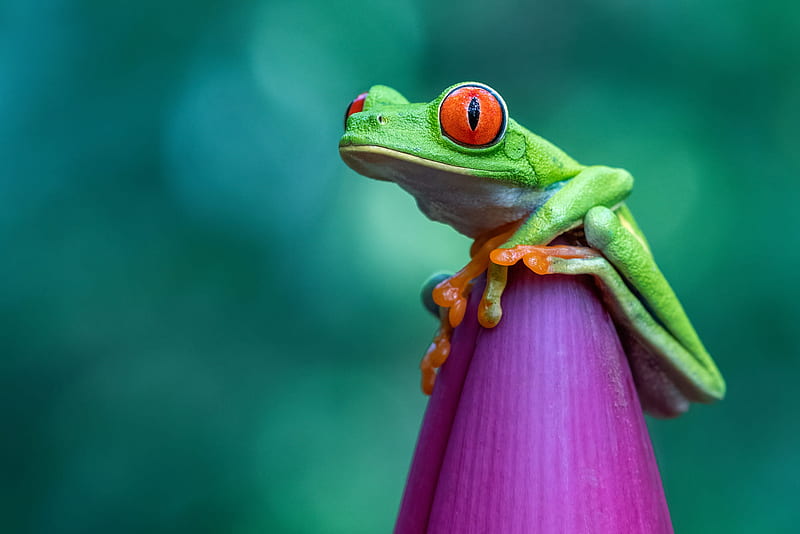 Frogs, Red Eyed Tree Frog, HD wallpaper