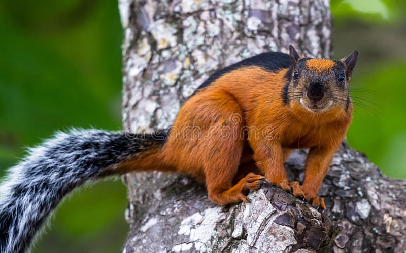 Black Strap Reddish Brown Squirrel, Reddish, Animals, Black, Brown, Squirrel, Costa Rica, HD wallpaper