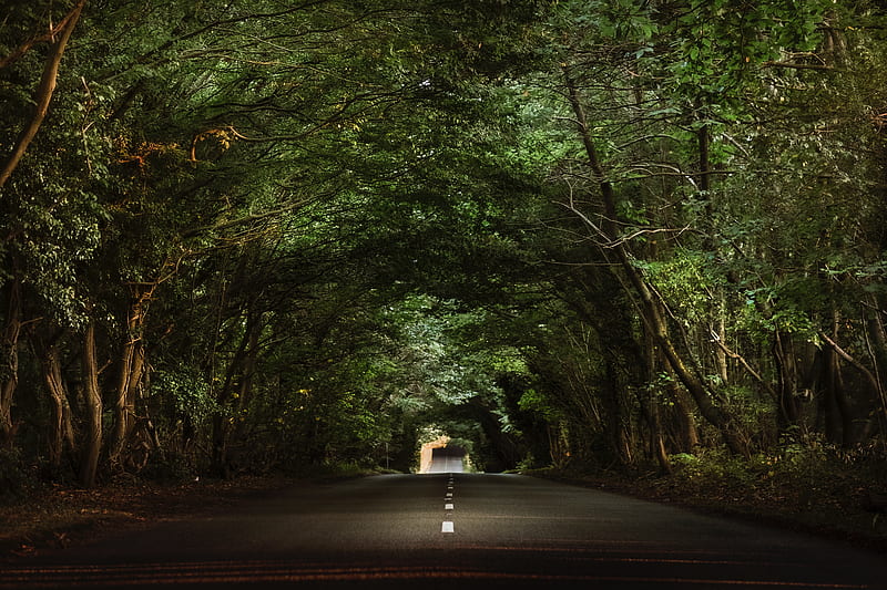 road, trees, tunnel, branches, asphalt, HD wallpaper