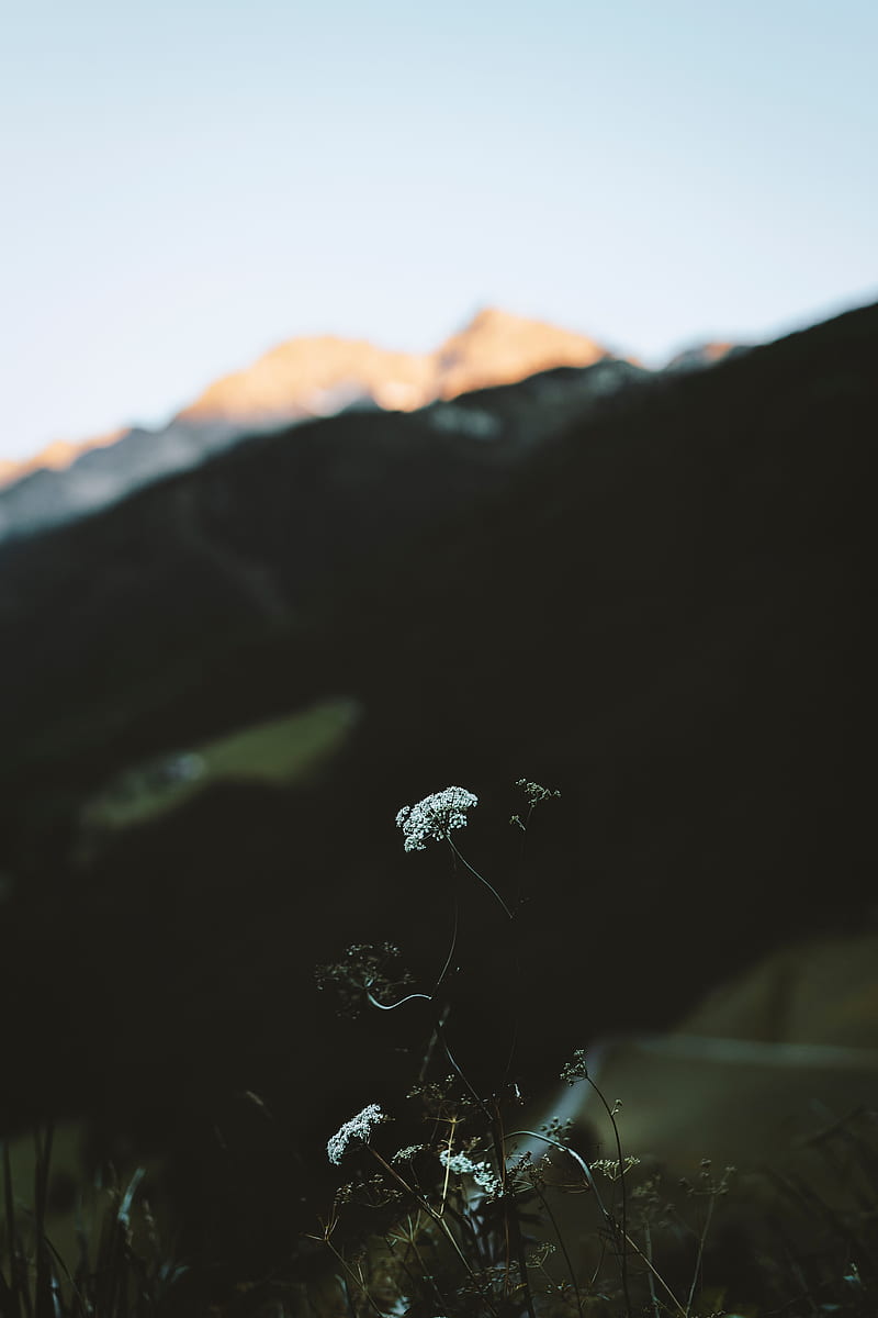 flower, plant, mountains, nature, wildlife, HD phone wallpaper