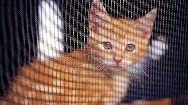 Kitten, cute, paws, feline, HD wallpaper Kitten, cute, paws, feline, HD wallpaper