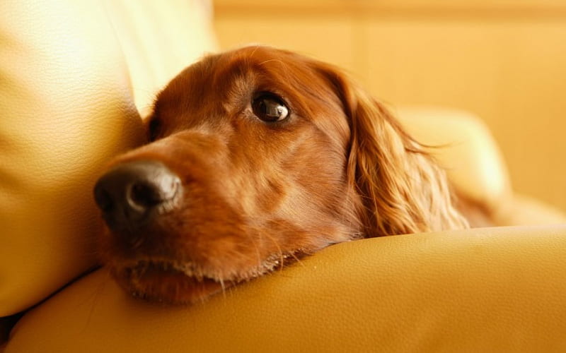 Boredom, nose, mouth, brown, ears, cute, couch, nature, eyes, light, animals, dog, HD wallpaper