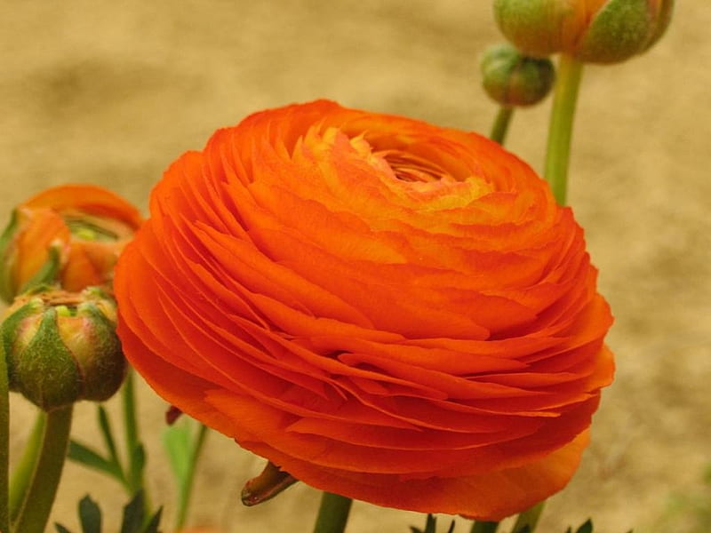 Beatiful Flower, flower, buttercup, bud, orange, HD wallpaper