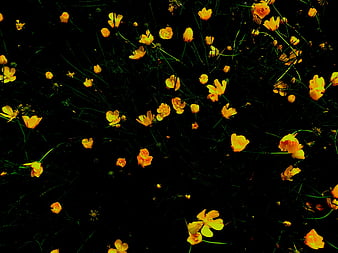 Buttercup floral wallpaper - Happywall