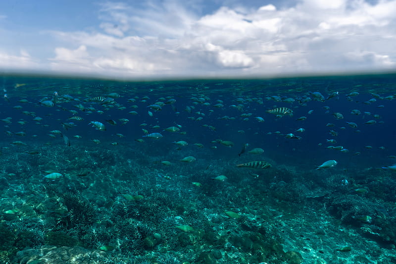 underwater world, fish, ocean, HD wallpaper