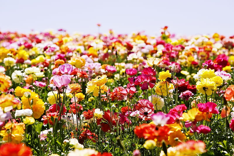Field Of Flowers Paradise, colourful, paradise, flower, color, field ...