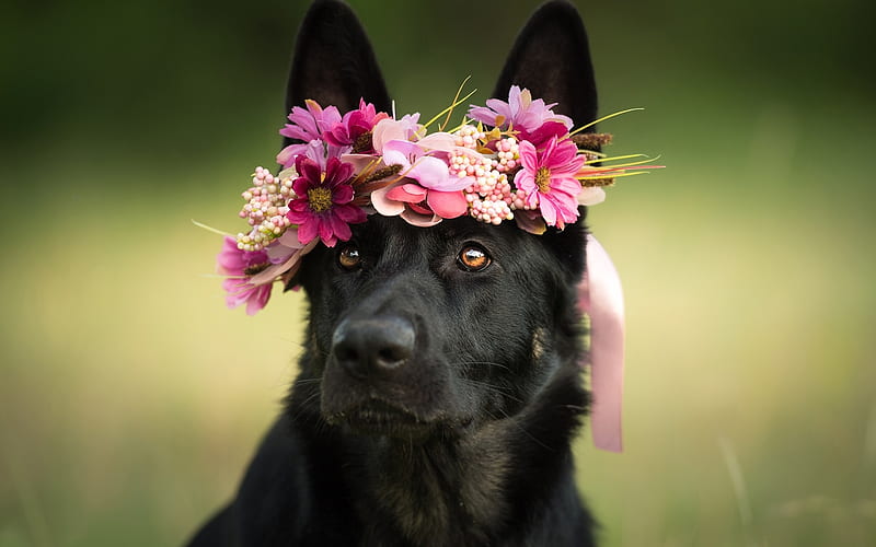 Black German Shepherd, flowers, bokeh, close-up, cute animals, German Shepherd, dogs, running dog, German Shepherd Dog, black dog, HD wallpaper