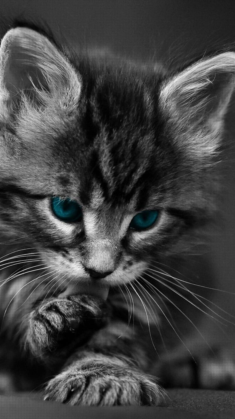 Black Cat blue HD phone wallpaper  Peakpx