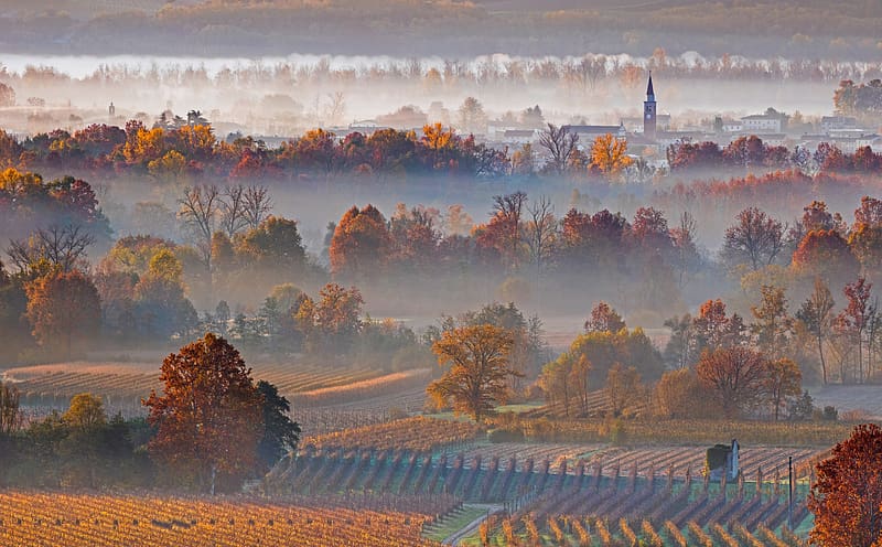 Autumn Landscape, Mist, Vineyards, Trees,... Ultra, Seasons, Autumn, Landscape, Trees, Village, Mist, Foggy, Fall, vineyards, HD wallpaper