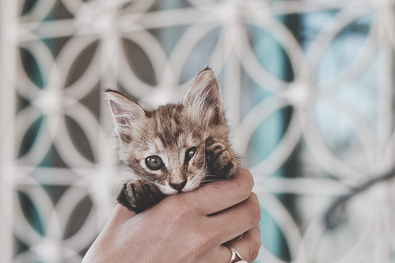 brown tabby kitten, HD wallpaper