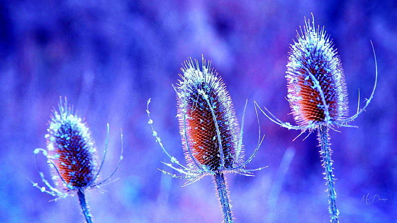 Beauty of a Thistle, weed, purple, thistle, pink, Firefox Persona theme, HD wallpaper