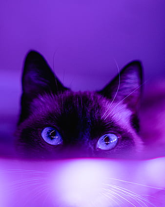 Beautiful Cat Images, Cat Pictures, Cat Photo Free Download