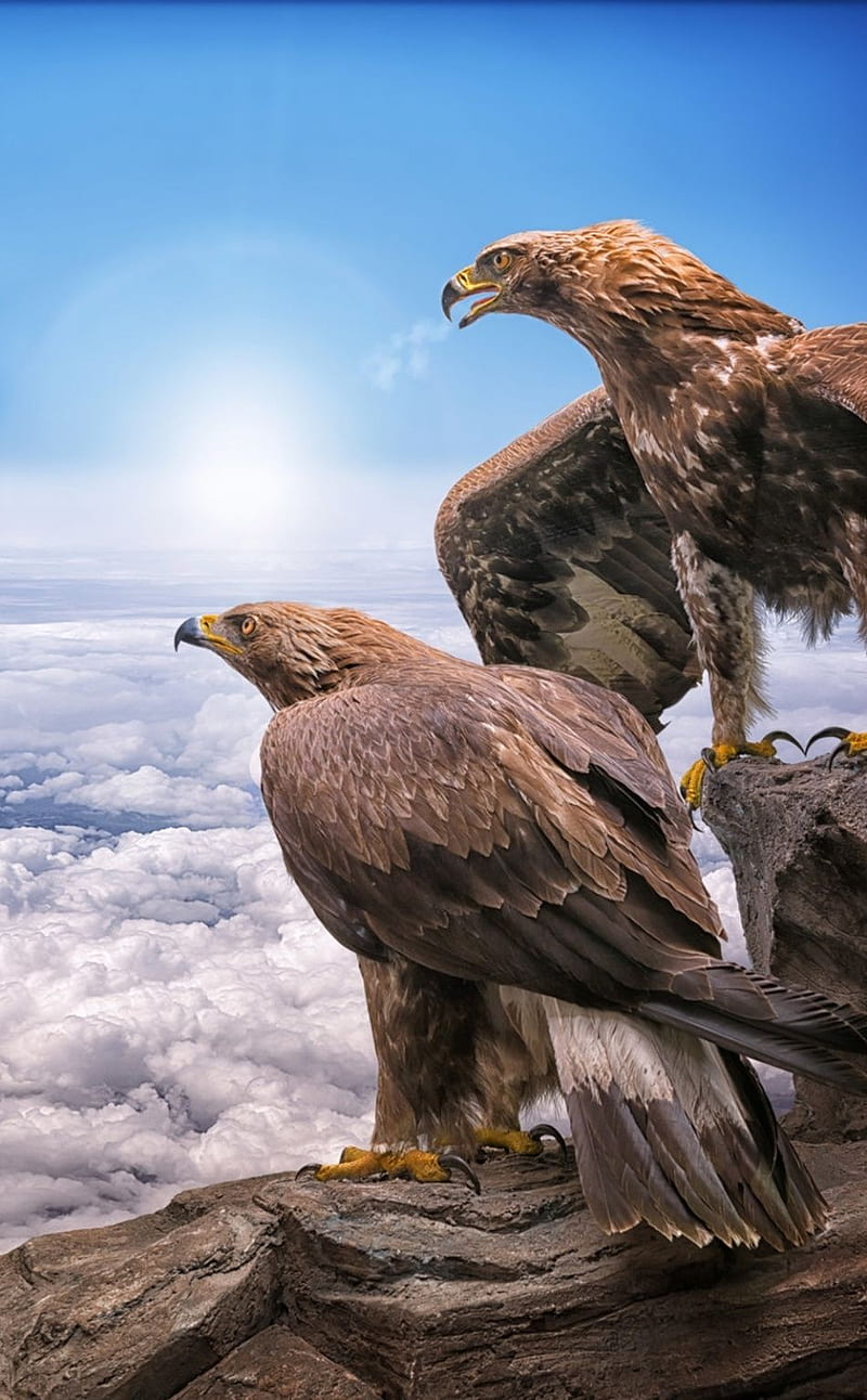 Golden Eagles, birds, clouds, . Eagle , Animal , Eagle, HD phone wallpaper
