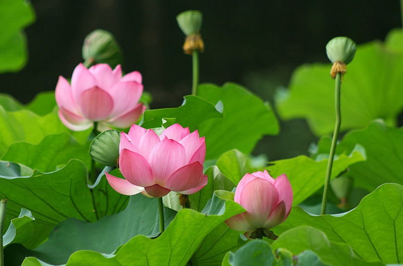 Lotus, pretty, lovely, lily pad, water lily, bonito, floral, sweet, blossom, nice, green, flower, lily, beauty, nature, pink, HD wallpaper