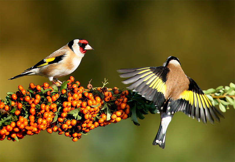 Goldfinches couple, fruit, wings, bird, birds, colors, nature, animals, HD wallpaper