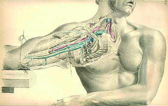 human anatomy wallpaper