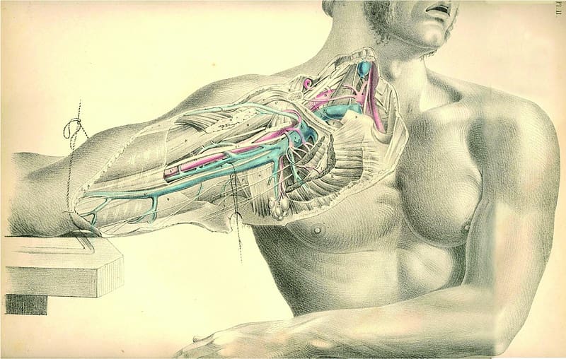 Human Physiology, Human Anatomy, HD wallpaper