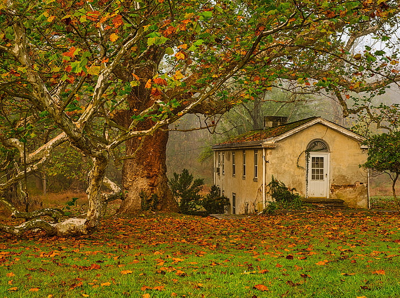 Autumn, Leaves, Big Tree, Old House Ultra, Seasons, Autumn, Nature, Landscape, Scenery, Fall, que, Nikon D800, Valley Forge, Nikkor 24-70mm 2.8, Paulings Road, Tree and its Home, HD wallpaper