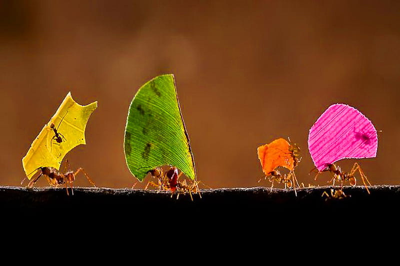 Colorful work, red, leaves, green, orange, yellow, colors, workers, ants, HD wallpaper