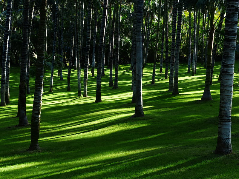 Young forest, green, trees, pretty, forest, graphy, grass, nature, HD wallpaper