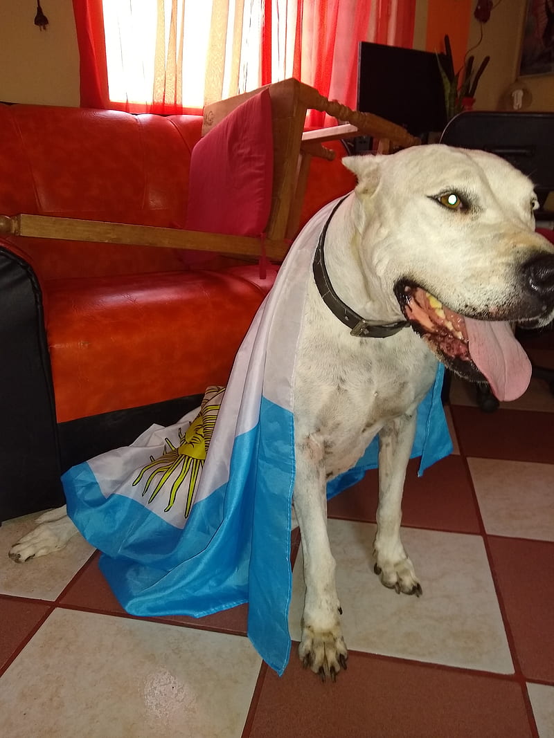 Dogo Argentino Hermoso Dogo Argentino Jajdkajja Jajsjajajs Fondo De Pantalla Movil Hd Peakpx