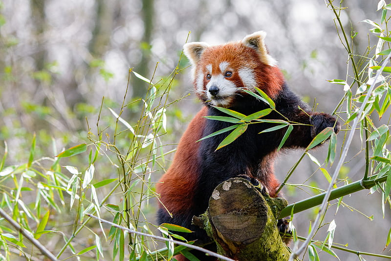 red panda, animal, cute, HD wallpaper