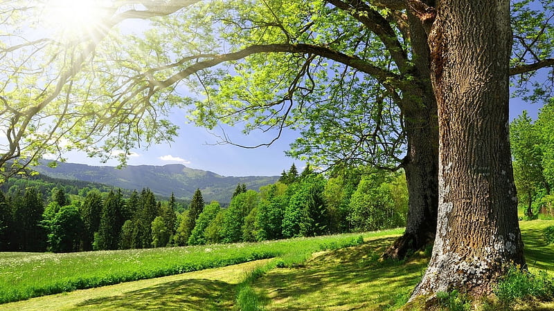 tree, field, spring, grass, scenic, Landscape, HD wallpaper