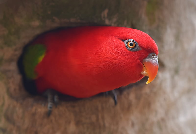 Red Parrot Portrait, parrot, birds, HD wallpaper