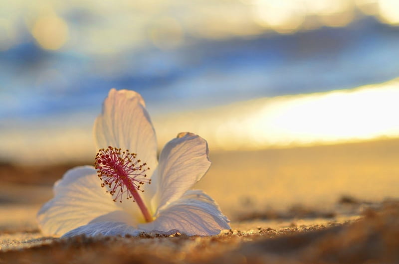 Hibiscus on the beach, flower, beach, sunshine, hibiscus, HD wallpaper