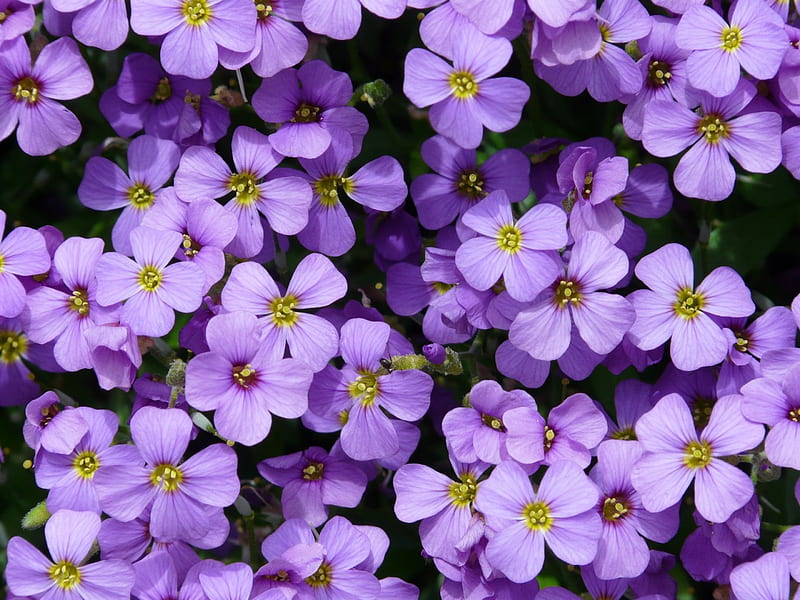 Pretty Purple!, pretty, flowers, nature, purple, HD wallpaper