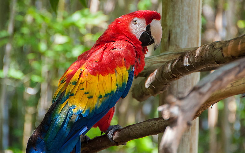 Scarlet macaw, red macaw, beautiful red parrot, beautiful birds, parrot, South America, HD wallpaper