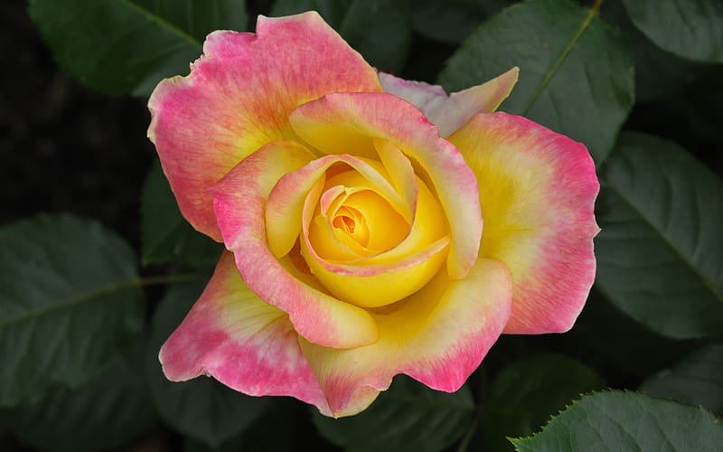 Rose, summer, pink, yellow, flower, nature, trandafir, vara, one, HD ...