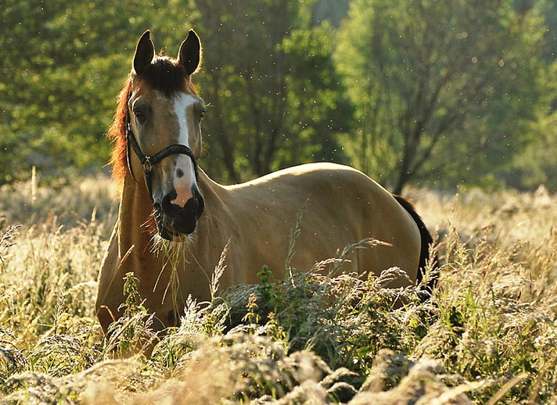 Harry the Horse, sunlight, hayfields, nature, fields, morning, trees, animals, horses, HD wallpaper